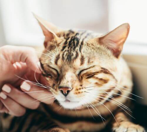 veterinarian petting cat