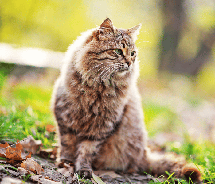 A cat rests on the ground in a vibrant field