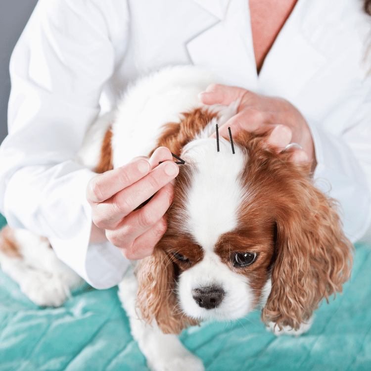 A veterinarian administers a needle into a dog