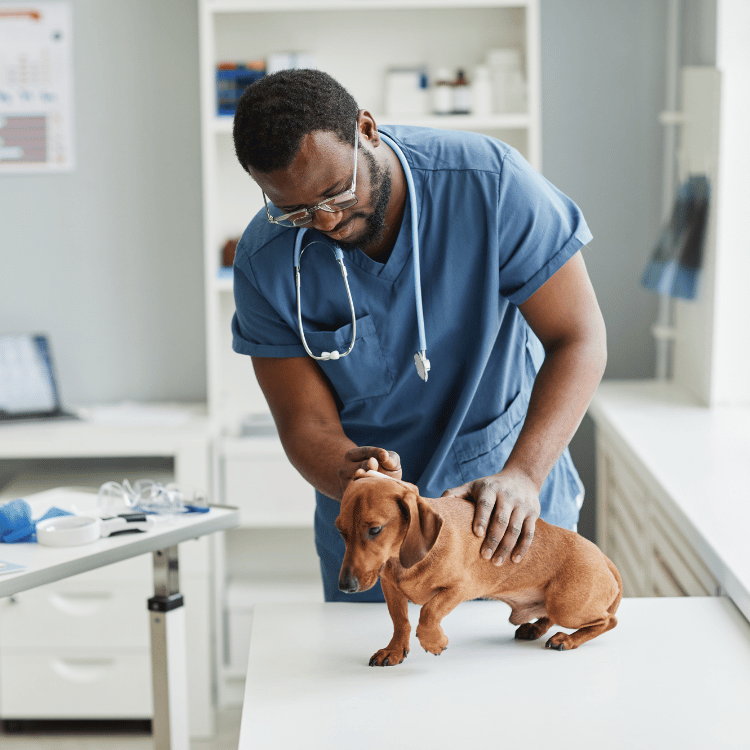 A veterinarian examining a dog