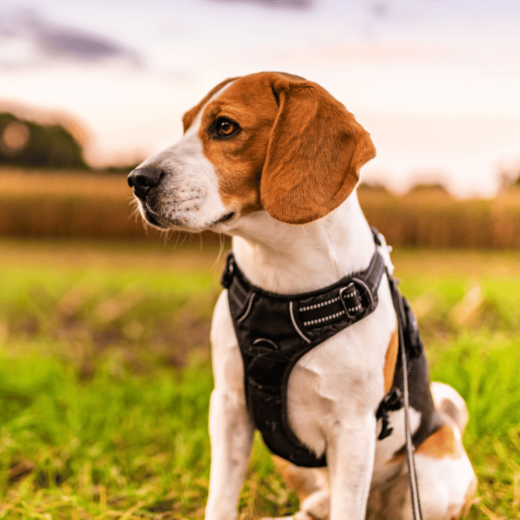 A dog in a harness stands on a road
