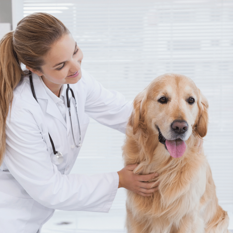 A veterinarian in a white coat gently pets a golden retriever
