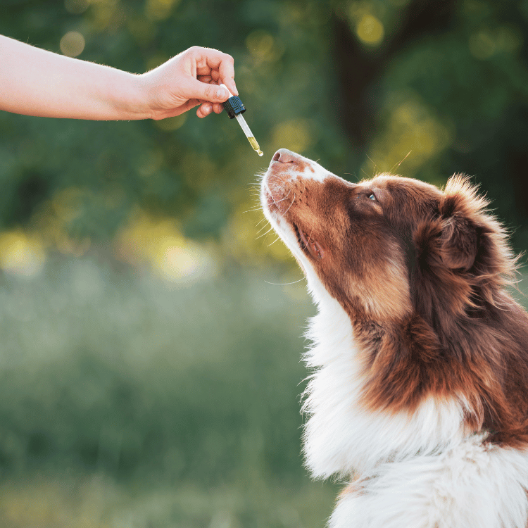 A person feeds a treat to a dog