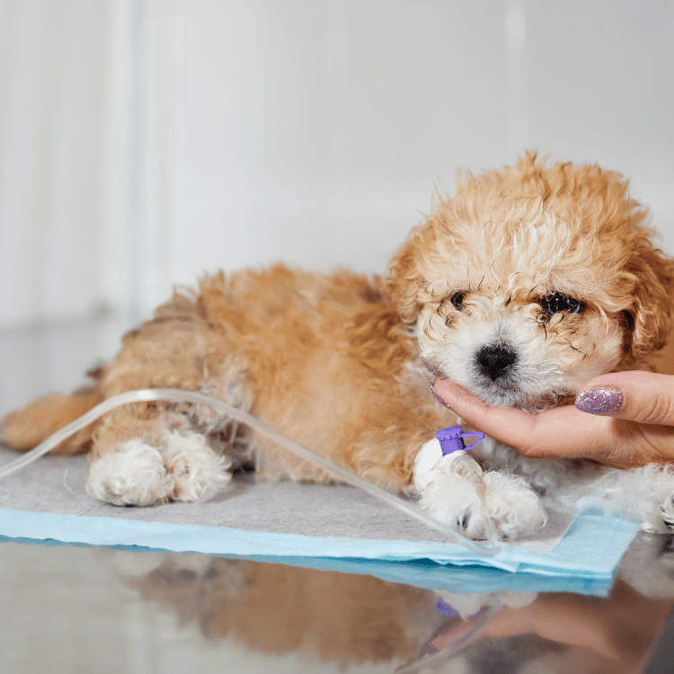 A person cradles a small brown dog