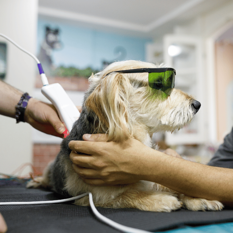 A man uses a laser to groom a dog