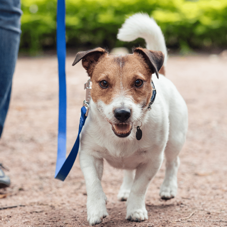 A small dog walks on a leash
