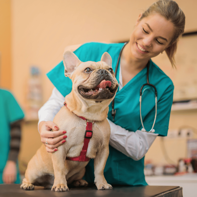 A veterinarian gently holds a dog