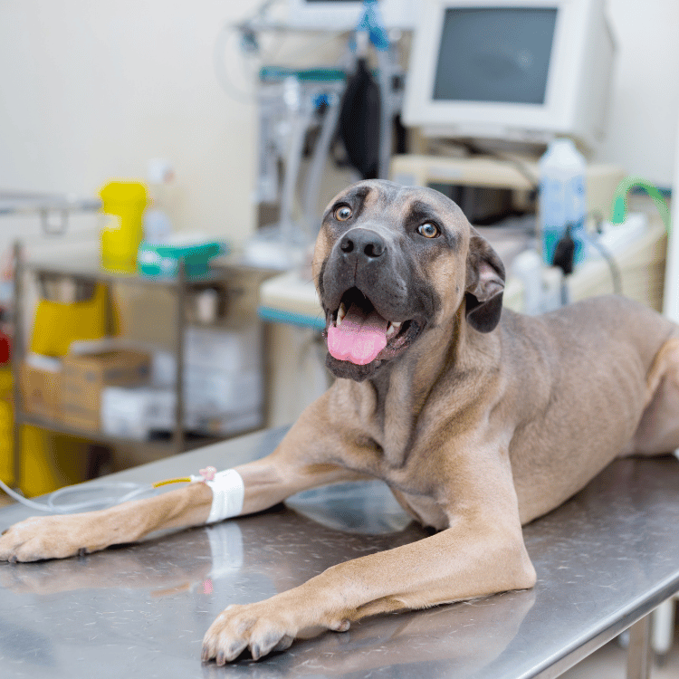 A veterinarian examines a white dog during a routine check-up