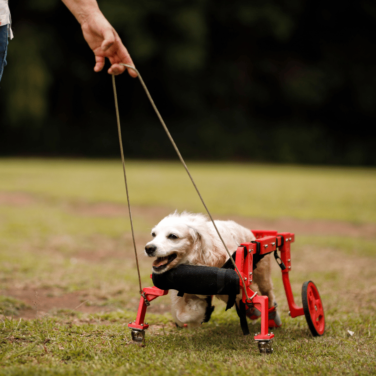 A dog in a wheelchair