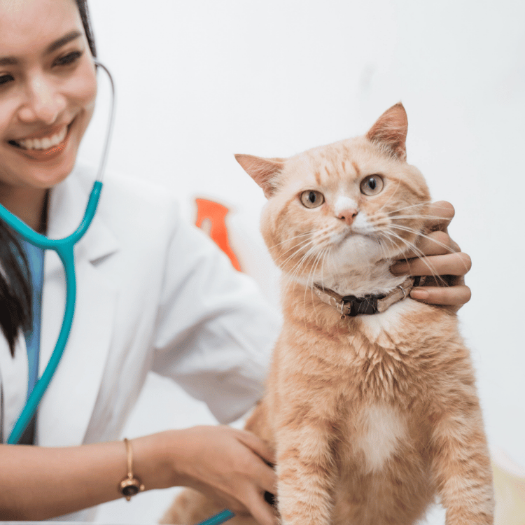 A veterinarian examines a dog