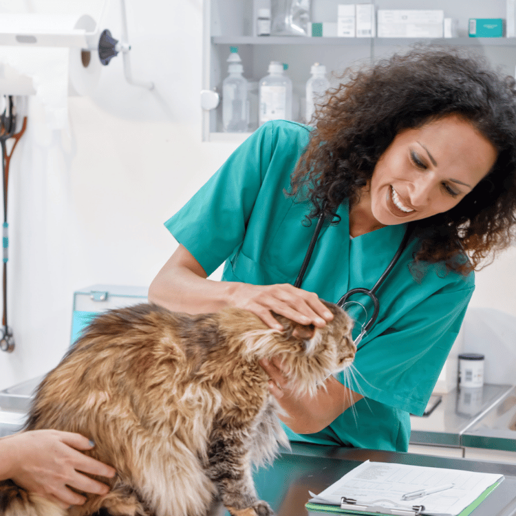 A veterinarian examines a pet