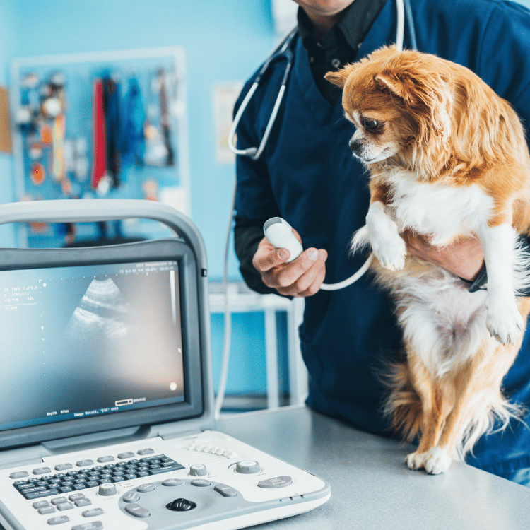 A veterinarian holds a dog close as he sits in front of a computer