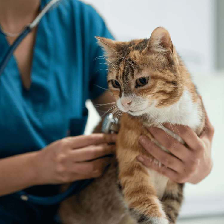 A veterinarian gently holds a cat