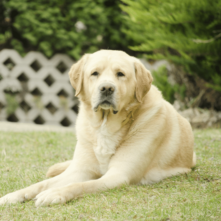  A dog resting peacefully on a lush green lawn
