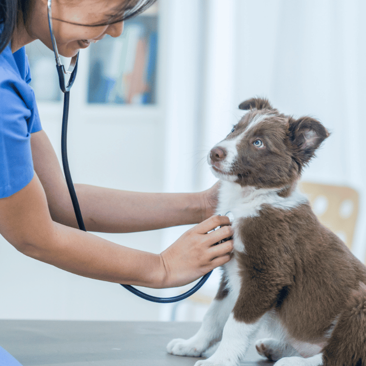 A veterinarian uses a stethoscope to examine a dog