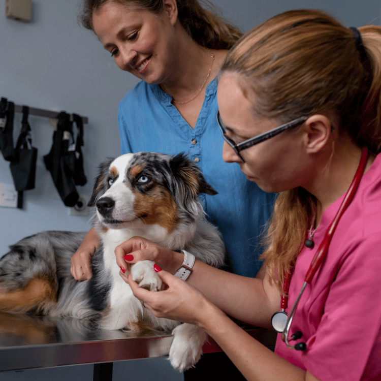 A veterinarian closely examining a dog