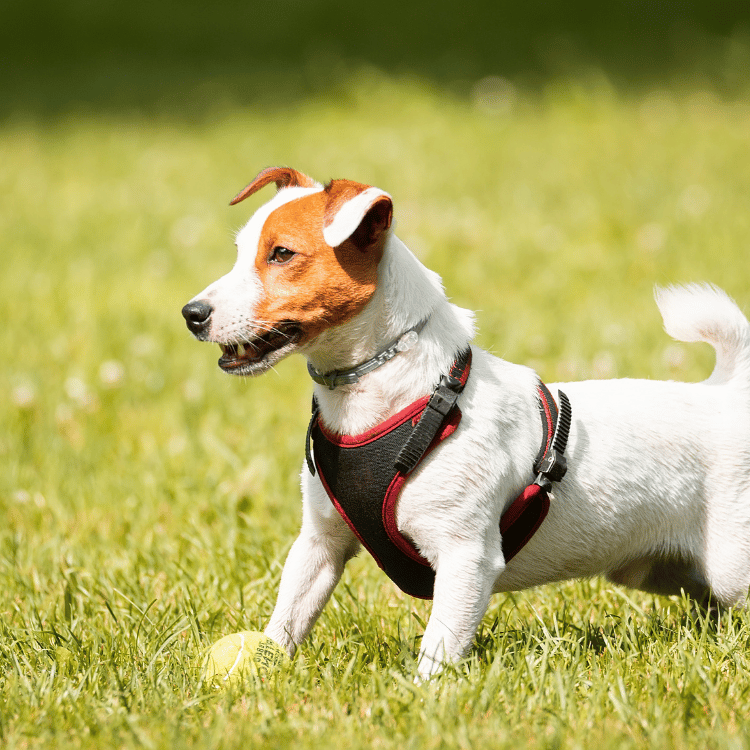 A dog in a harness stands on green grass