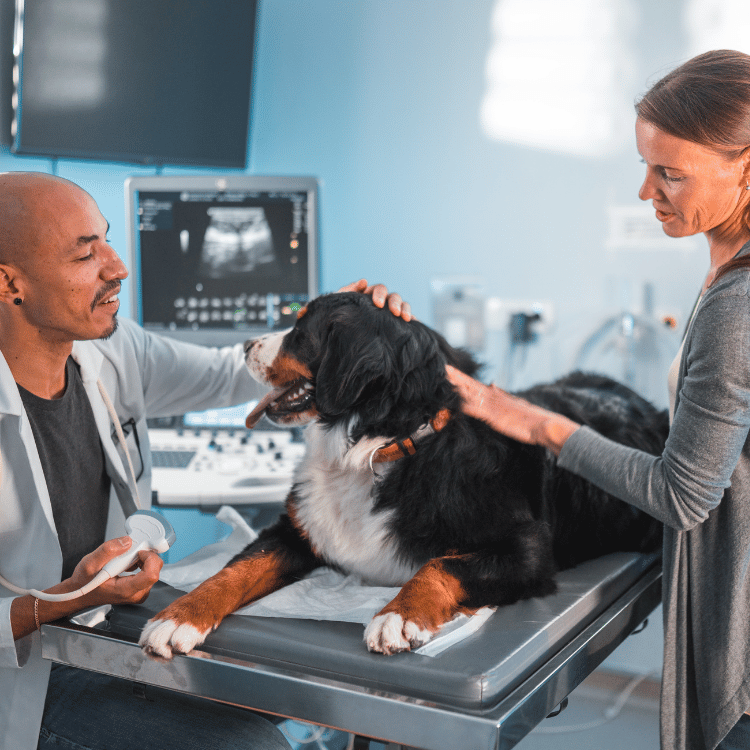 A veterinarian closely examining a dog