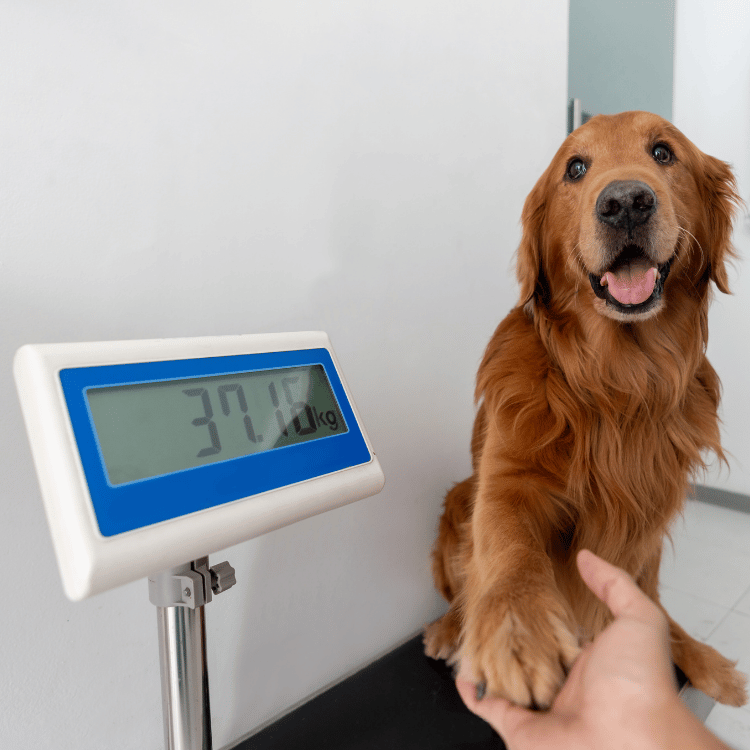 A veterinarian supports a dog standing on a scale