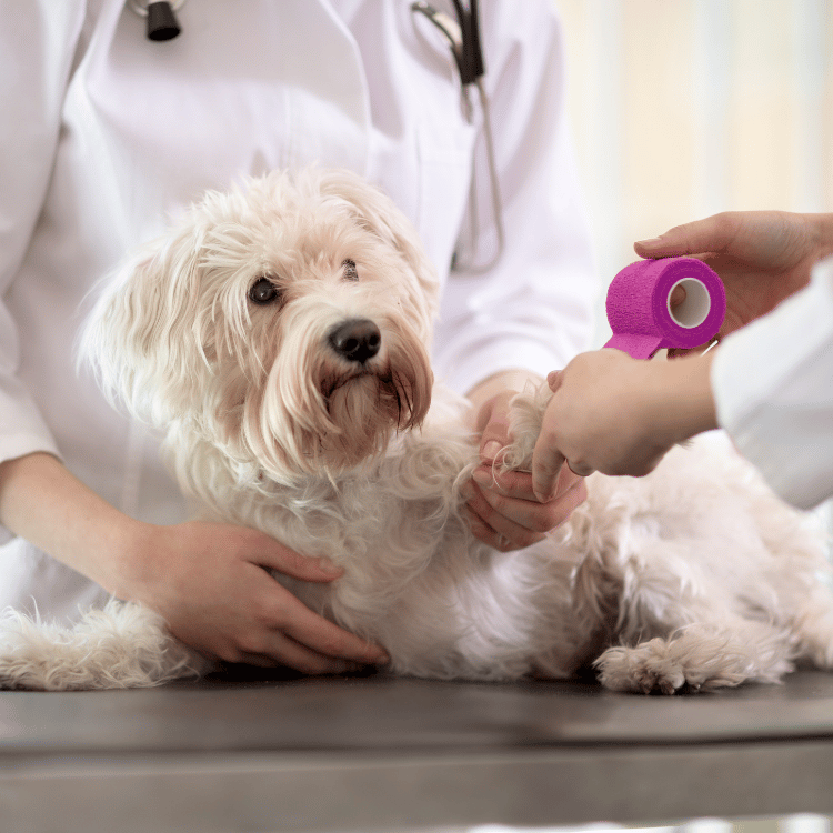 A veterinarian conducts a health examination on a dog