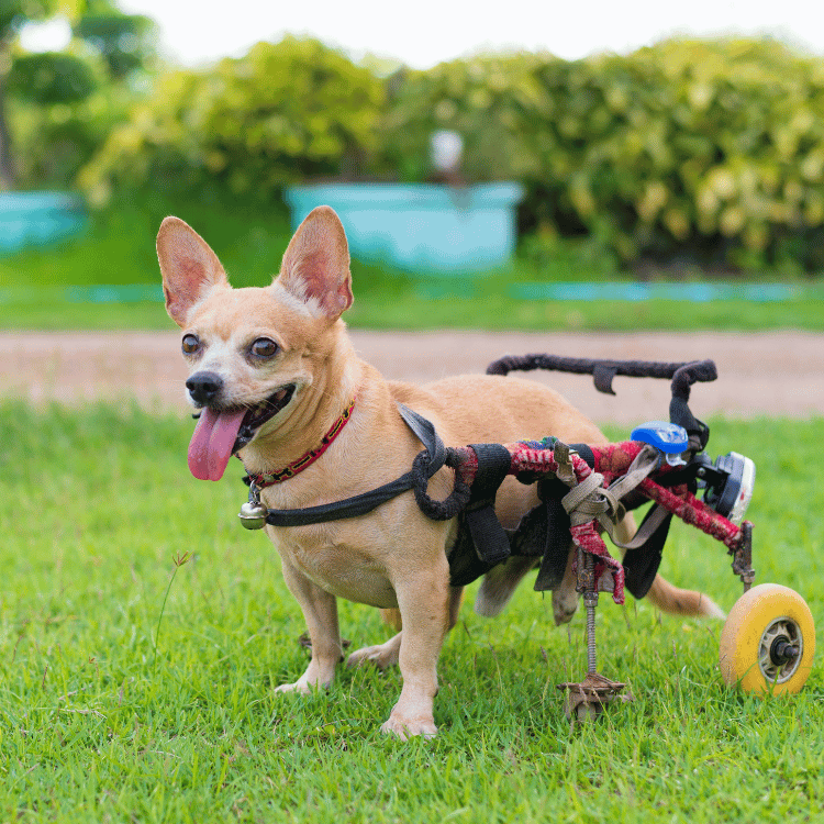 A small dog in a wheelchair