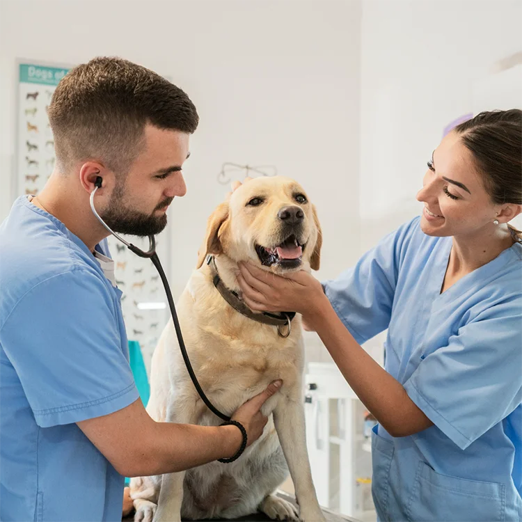 A happy Labrador Retriever receiving a check-up from two veterinarians in blue scrubs, one using a stethoscope while the other gently holds the dog’s head.