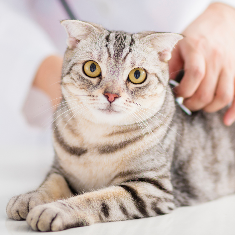 vet petting a cat laying on an exam table