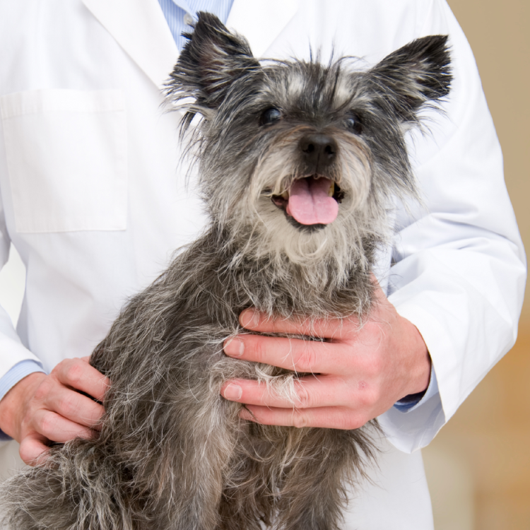 vet holding a scruffy dog
