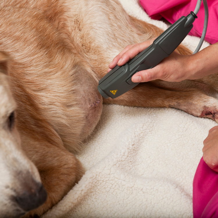vet tech doing laser therapy treatment on a dog's wound