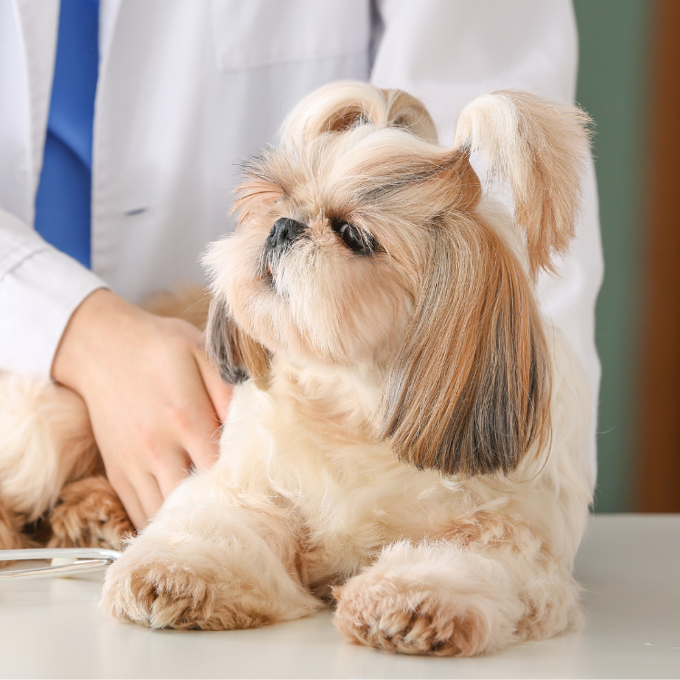 veterinarian examining a dog